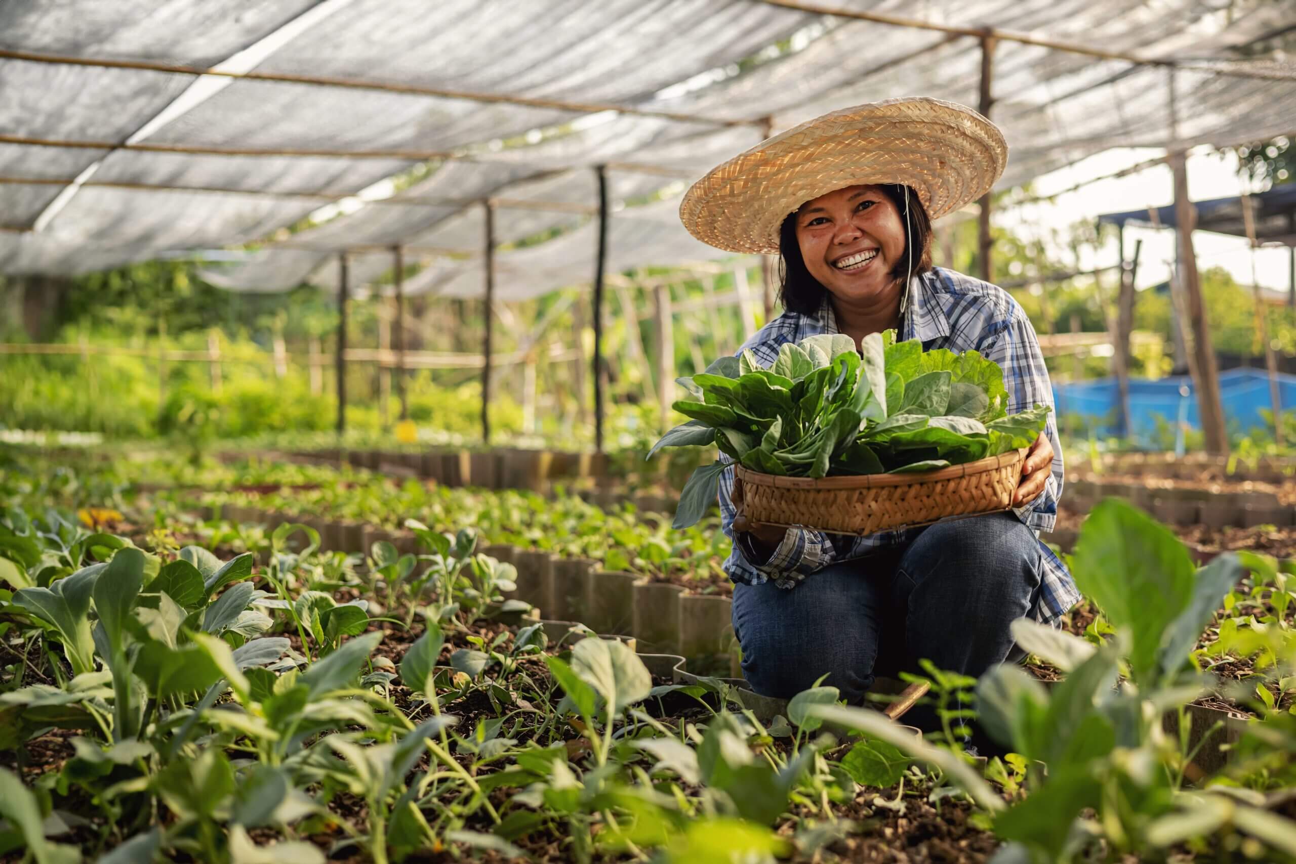 Fazenda orgânica com vegetais frescos